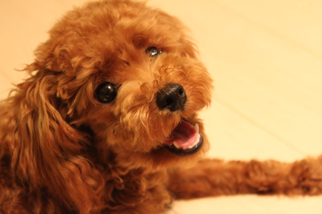 大切なペットの長生きのために飼い主ができること！