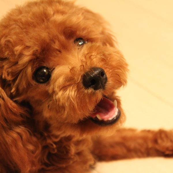 大切なペットの長生きのために飼い主ができること！